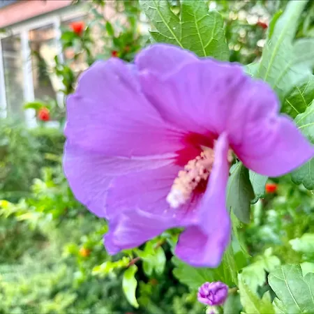 Chateau 2 - Menada Apartment